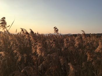 Crops growing on agricultural field against sky