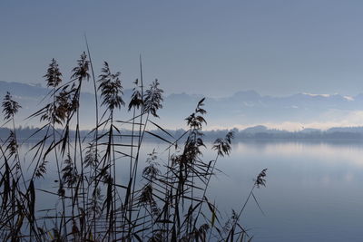 Plants by lake against sky