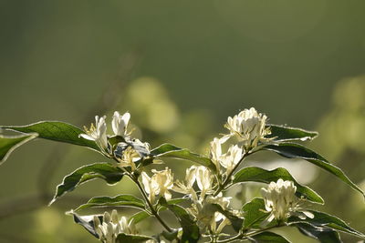 Close-up of flowering plant