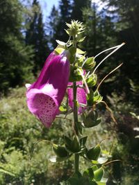 Close-up of purple flowers in bloom