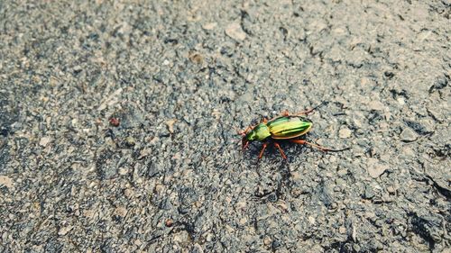 High angle view of bug on wet road