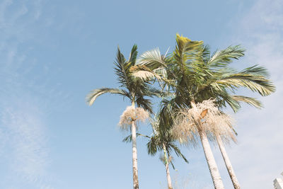 Low angle view of coconut palm tree against blue sky