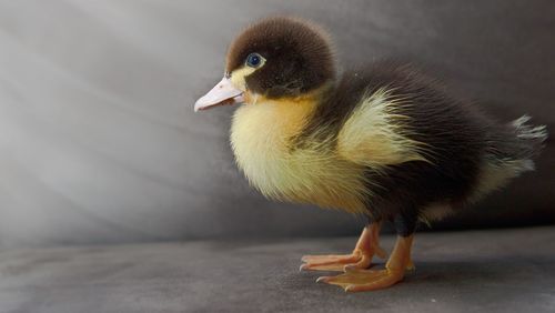 Close-up of a bird