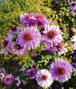 Close-up of pink flowering plants