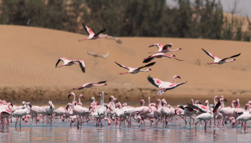 Flock of birds in lake