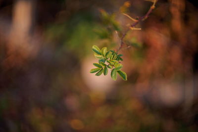 Close-up of green leaves on plant