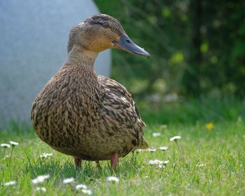 Close-up of duck on field