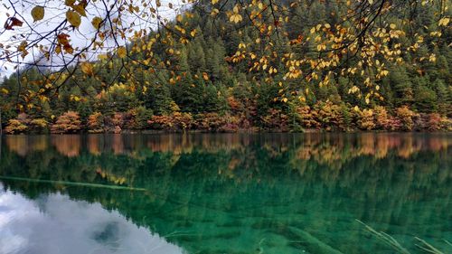 Reflection of trees in calm lake