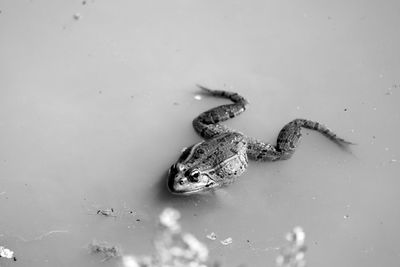 High angle view of toad in water