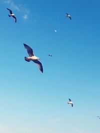 Low angle view of birds flying against clear blue sky