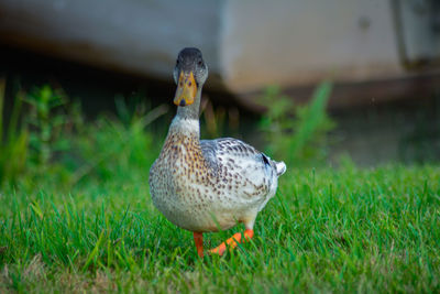 Close-up of duck on field