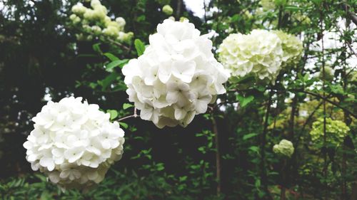 Close-up of white flowers