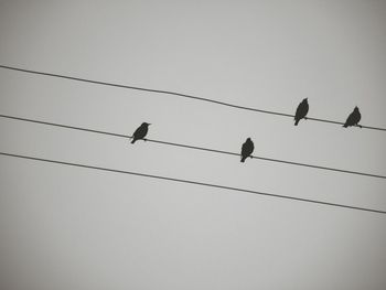 Low angle view of birds perching on power line