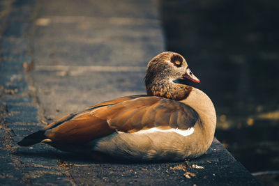 Close-up of duck