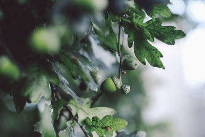 Close-up of berries growing on tree