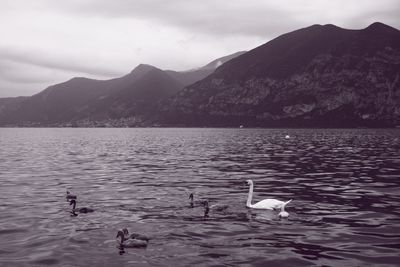 Swans swimming in lake