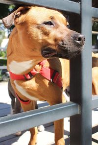 Close-up of dog looking through fence