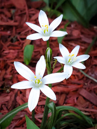 Close-up of white flowering plant
