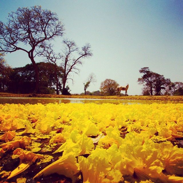 clear sky, tree, autumn, yellow, field, season, beauty in nature, nature, change, tranquility, tranquil scene, landscape, growth, scenics, flower, copy space, abundance, sky, leaf, outdoors