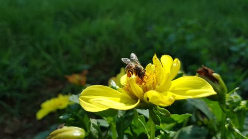 Close-up of bee on yellow flower