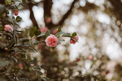 Close-up of cherry blossoms in spring