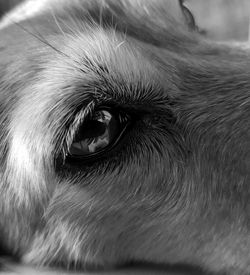 Close-up of dog eye