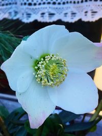 Close-up of flower blooming outdoors