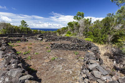 Plants growing on land against sky