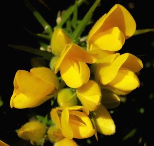 Close-up of yellow flowers blooming outdoors