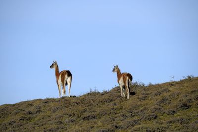 Horses on field against clear sky