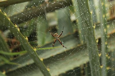 Close-up of spider on web