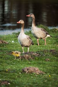 Canada geese on field