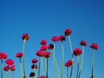 Low angle view of pink flowers against clear blue sky