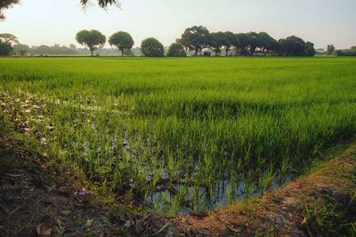 Scenic view of field against sky