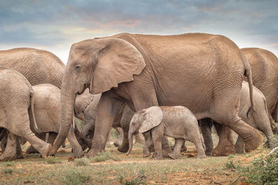 Elephant in a field