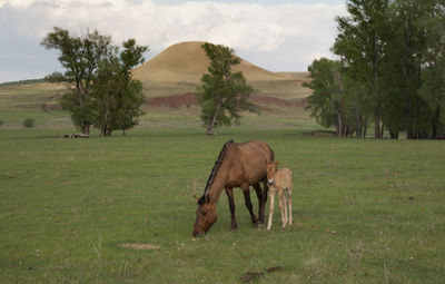 Horse grazing in a field