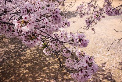 Close-up of pink flowers on tree