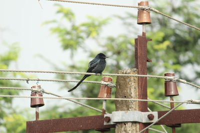 Black drongo bird with two tails sitting on electric line or electric post on the morning