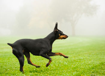 Dog on field against sky