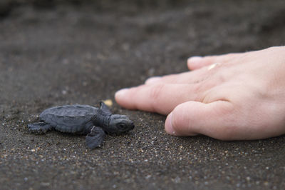 Close-up of baby turtle and hand on sand