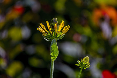 Close-up of yellow flowering plant