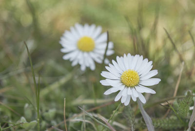 Close-up of white daisy flower on field