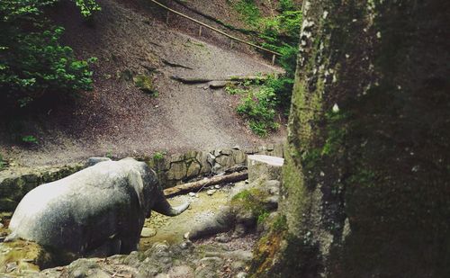 Trees on rocks