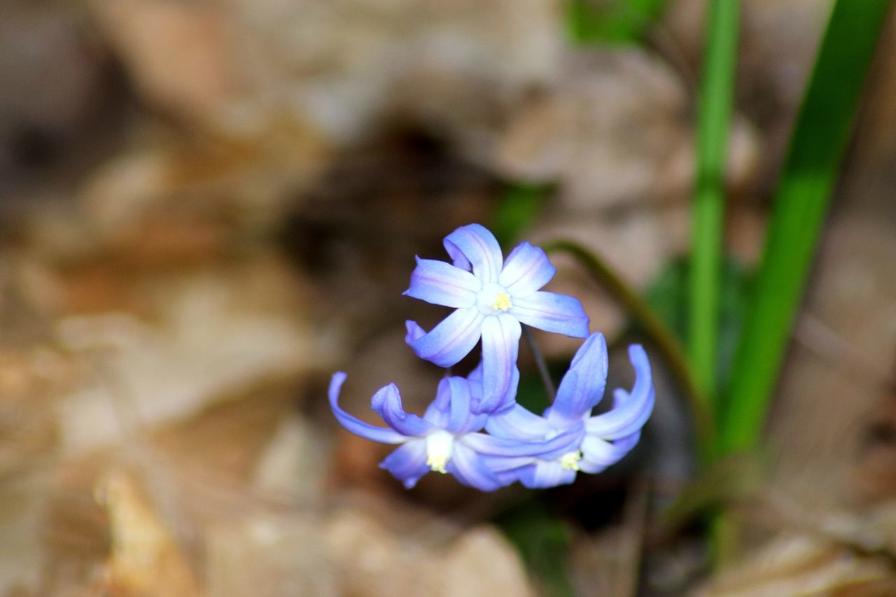 CLOSE-UP OF PURPLE FLOWERING PLANTS ON FIELD