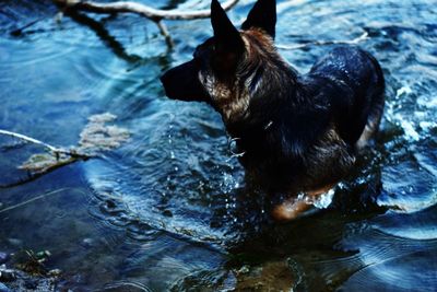 High angle view of german shepherd taking bath in lake