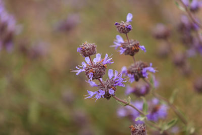 Close-up of purple flowers