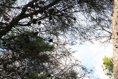 Low angle view of silhouette tree against sky