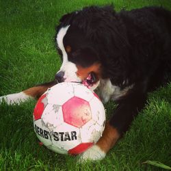 Dog lying on field