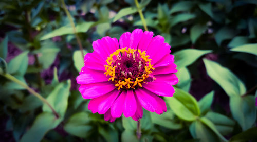 Close-up of pink flower