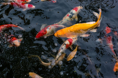 High angle view of koi carps swimming in lake